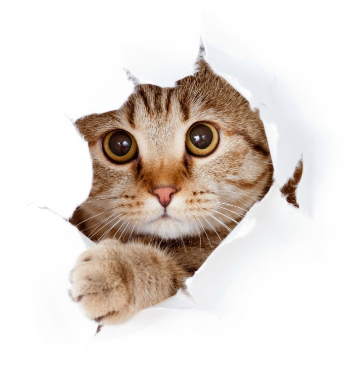 Глаза кошки