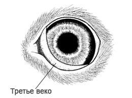 Третье веко у кошки